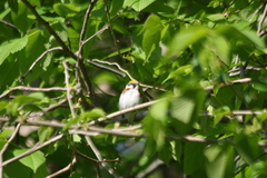Setophaga pensylvanica