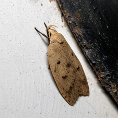 Machimia tentoriferella