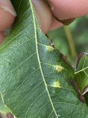 Caryomyia