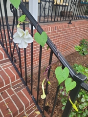 Ipomoea alba