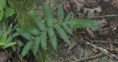 Christella acuminata