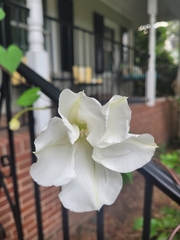 Ipomoea alba