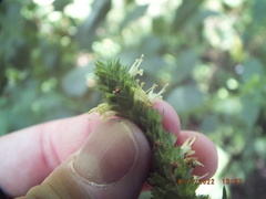 Agastache nepetoides