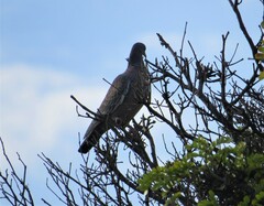 Patagioenas picazuro