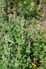 Chenopodium opulifolium