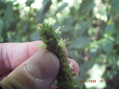 Agastache nepetoides