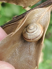 Cepaea