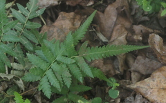 Christella acuminata
