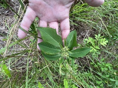 Euphorbia heterophylla