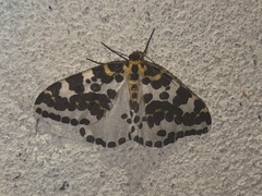 Abraxas grossulariata