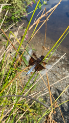 Libellula luctuosa