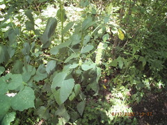 Agastache nepetoides