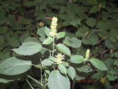 Agastache nepetoides