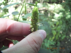 Agastache nepetoides