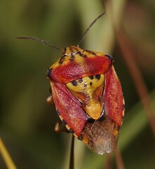Carpocoris pudicus
