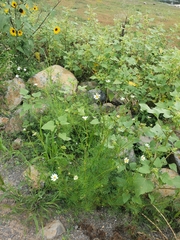 Cosmos parviflorus