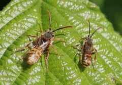 Nomada