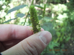 Agastache nepetoides