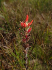 Castilleja coccinea