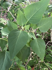 Syringa