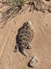 Phrynosoma hernandesi