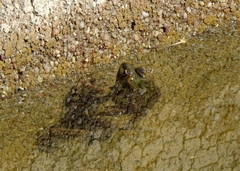 Pelophylax perezi