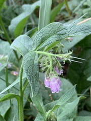 Symphytum officinale