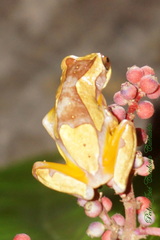 Dendropsophus ebraccatus