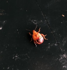 Podisus maculiventris