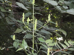 Agastache nepetoides