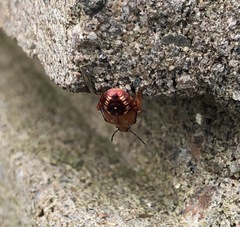 Podisus maculiventris