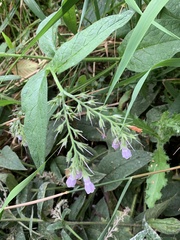 Symphytum officinale