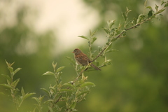 Spizella pusilla