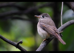 Brown-Breasted Flycatcher photo 2