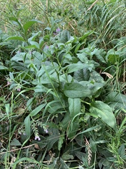 Symphytum officinale