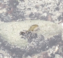 Decapoda