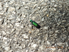 Cicindela sexguttata