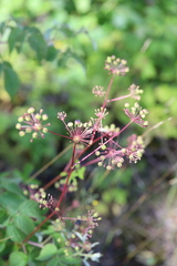 Aralia hispida