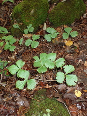 Waldsteinia fragarioides