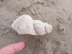 Buccinoidea