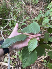 Acalypha wilkesiana