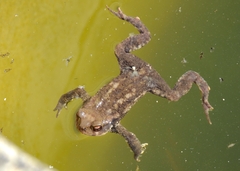 Bufo spinosus