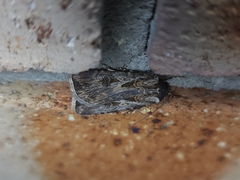 Agrotis munda