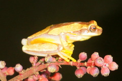 Dendropsophus ebraccatus