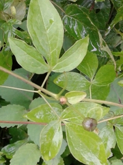 Clematis viorna