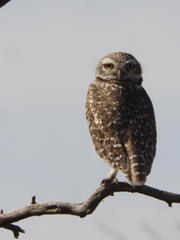 Athene cunicularia
