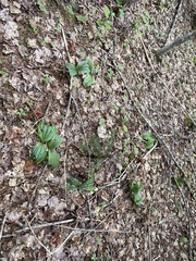Cypripedium acaule