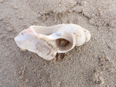 Buccinoidea