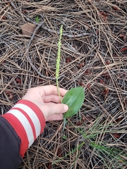 Malaxis macrostachya