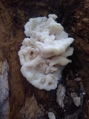 Climacodon septentrionalis